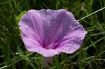 Saltmarsh morning-glory